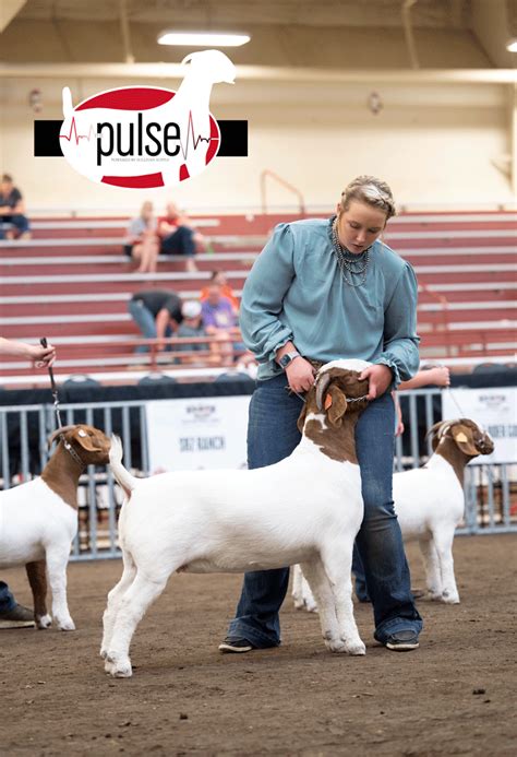 National Junior Boer Goat Show Commercial Does T Division The Pulse