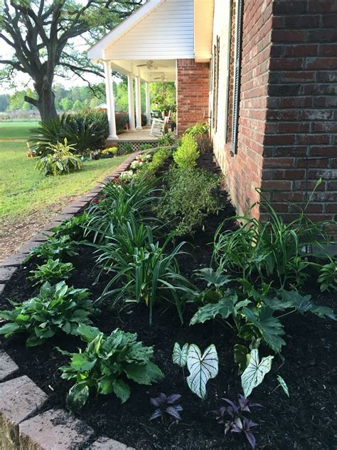 Southern Garden With Hostas Agapanthus Caladiums Verbena Azaleas