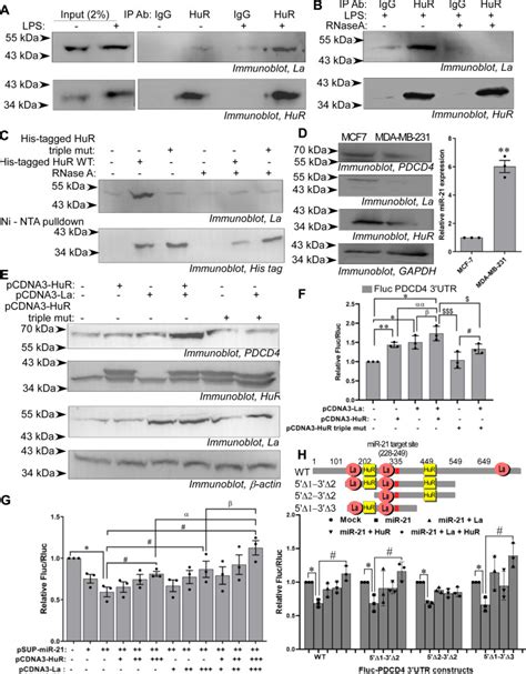 Rna Binding Proteins La And Hur Cooperatively Modulate Translation