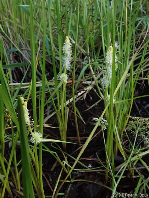 Sparganium Emersum Unbranched Bur Reed Minnesota Wildflowers