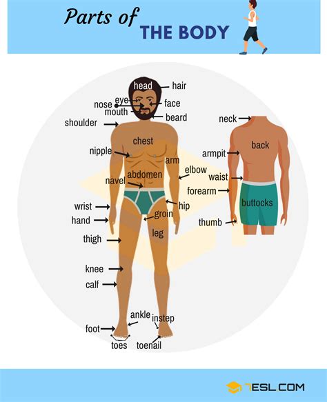 Parts Of The Body in English - ESLBUZZ