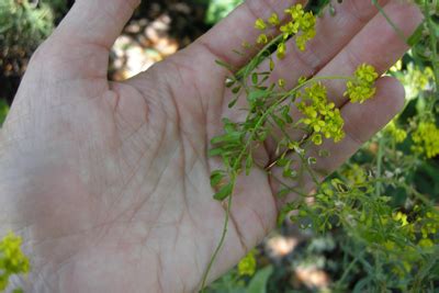 Woad: Seeds – j.m.jamison's site of perpetual reconstruction & backyard ...