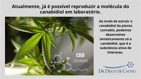 Tratamento Com Canabidiol Conheça Os Efeitos E Cuidados Em Seu Uso