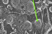 1 24 The Endomembrane System And Membrane Trafficking Flashcards