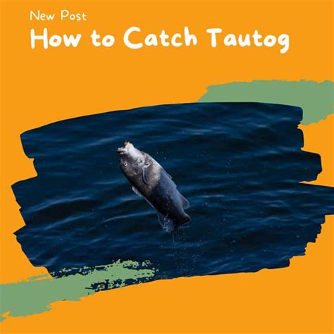 How To Catch Tautog Kayak Fishin Guru