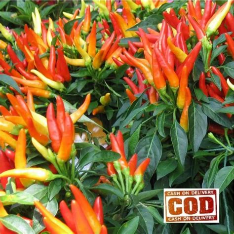 Jual Cabe Rawit Setan F1 Benih Cabe Rawit Super Pedas 100biji Shopee