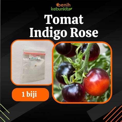 Jual Biji Benih Bibit Sayuran Tomat Indigo Rose Bibit Tanaman Tomat