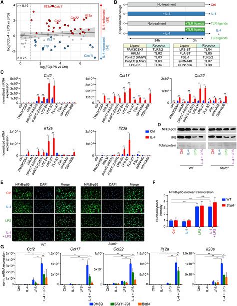 Il 4 Priming Followed By Lps Activation Induces A Distinct Cytokine And