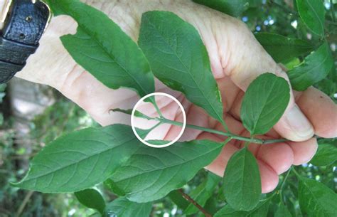 Spindle - Tree Guide UK - Spindle tree identification