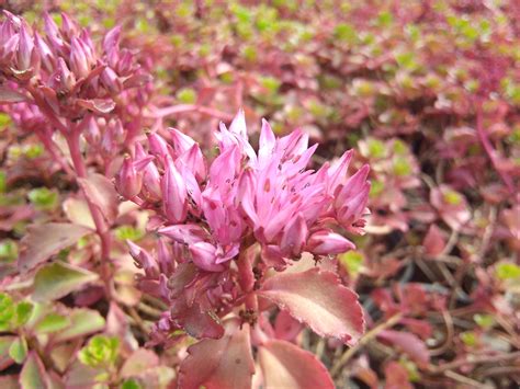Sedum Spurium Fuldaglut Groenpalet Shop