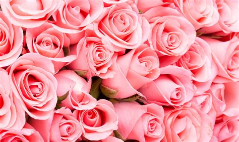 80 Frases De Rosas La Flores Del Amor Y El Respeto Imágenes