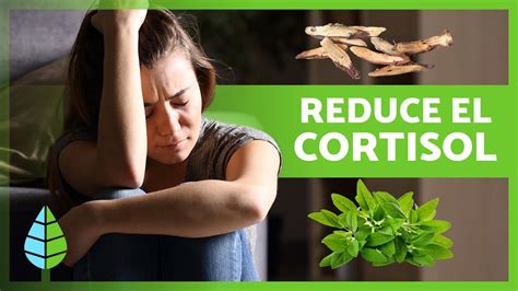 10 PLANTAS MEDICINALES Para BAJAR El CORTISOL Alimentos Que Reducen El