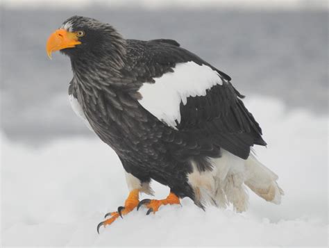 Белоплечий орлан (Красная Книга России) · iNaturalist