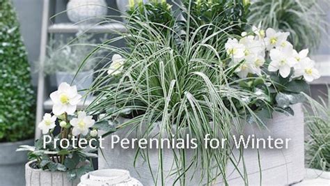 Protect Perennials For Winter