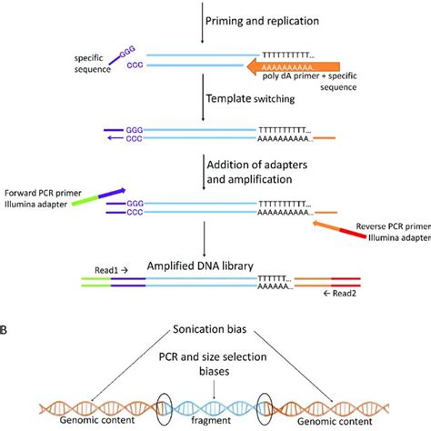 Template Switching Protocol And Type Of Biases In Ngs A Schematic Download Scientific