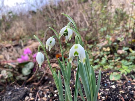 Galanthus ‘franz Josef Morlas Plants