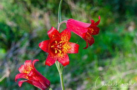 Wildflower HikesCalifornia Wildflowers Archives - Page 2 of 9 ...