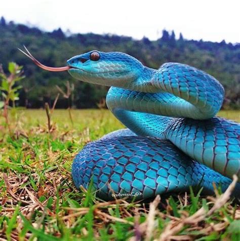 Tanyakenapa Kulit Atau Mata Ular Bisa Berwarna Biru Ini