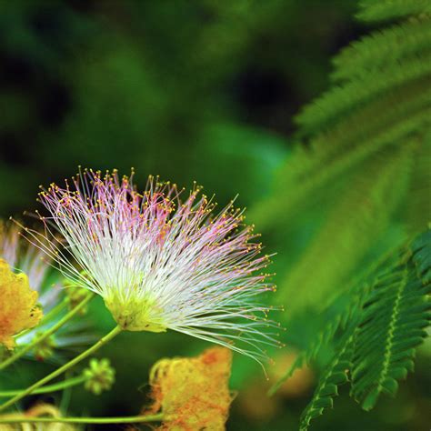 Fluffy Weed Photograph By Dylan Thompson Pixels