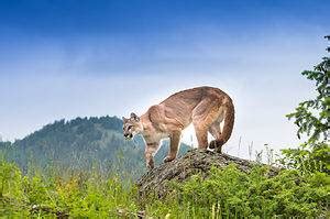 Mountain Lions in Oklahoma: Key Facts - A-Z Animals