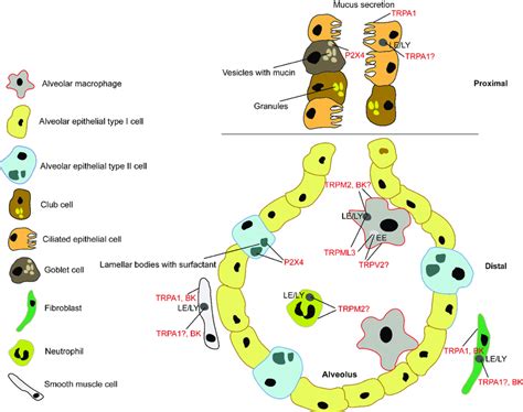 Schematic of an alveolus showing expression of confirmed and putative... | Download Scientific ...