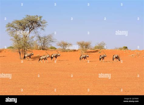 A Herd Of South African Oryxes Oryx Gazella Walking Across Red Sand