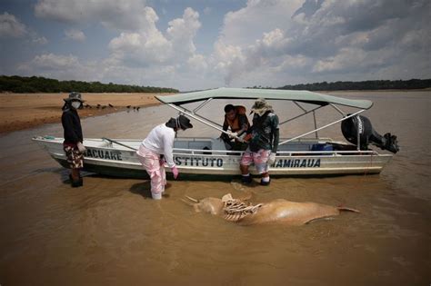 アマゾン川でイルカが大量死、干ばつと高温が原因との見方 執筆： Reuters