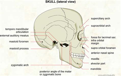 Skeletal System Diagrams