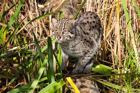 Caccia Del Gatto Di Pesca Nell Erba Lunga Immagine Stock Immagine Di