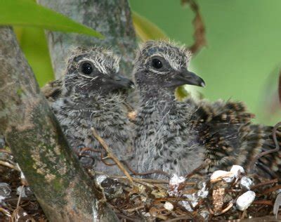 Bird Ecology Study Group, Nature Society (Singapore): Do birds have teeth?