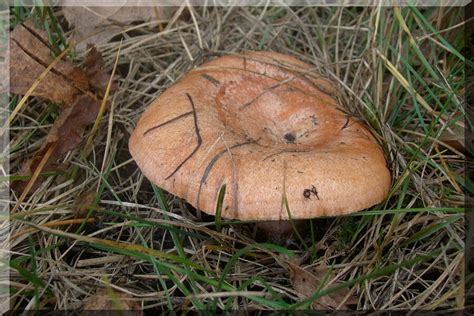 Mleczaj Rydz Lactarius Deliciosus Atlas Nagrzyby Pl