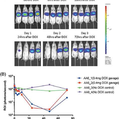 Effects Of Doxycycline On Blood Glucose And Body Weight Of AAV8 Tetoff