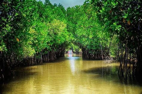 indian tidal  mangrove forests biodiversity hotspots  india