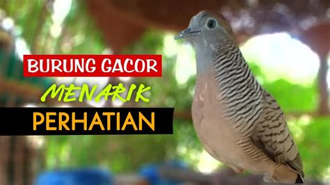 Suara Burung Perkutut Lokal Alam Gacor Cocok Untuk Pancingan Rahasia