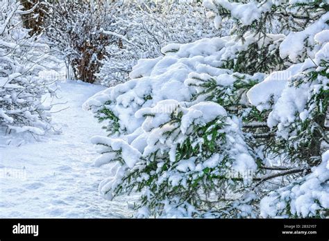 Snow Covered Spruce Tree Branch Close Up Photo Of Fir Tree Branch With