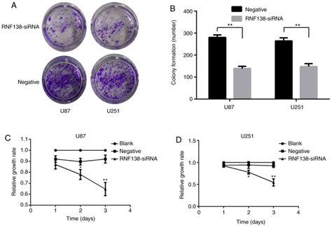 Downregulation Of Rnf138 Inhibits Cellular Proliferation Migration