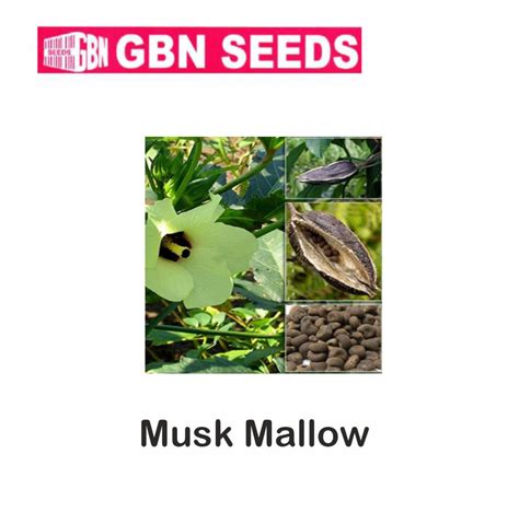 GBN Musk Mallow Muskdana Seeds 1 KG Pack Of 10 LeafConAgro