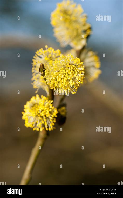 Goat Willow Male Catkins Salix Caprea Commonly Known As Pussy Willow Stock Photo Alamy