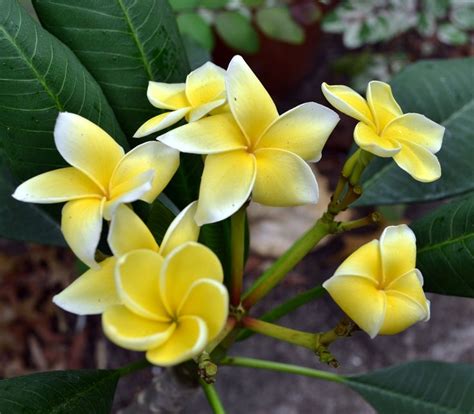 Yellow Plumeria