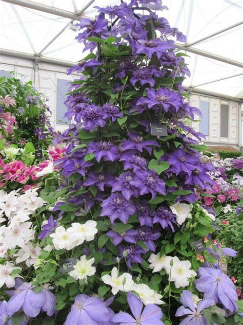 How To Grow Clematis In Containers Flowersandflowerthings Clematis