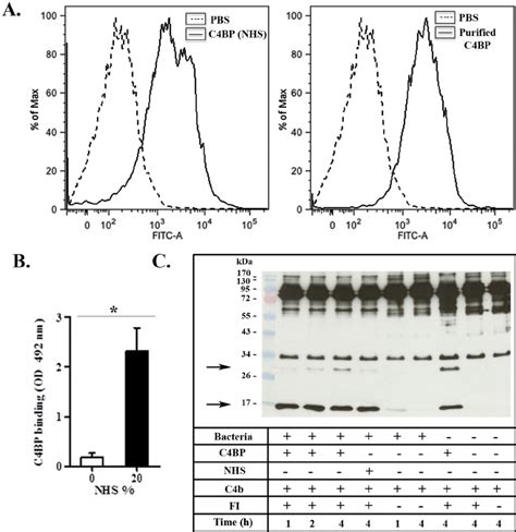 P Pneumotropica Binds To C B Binding Protein And Regulates The