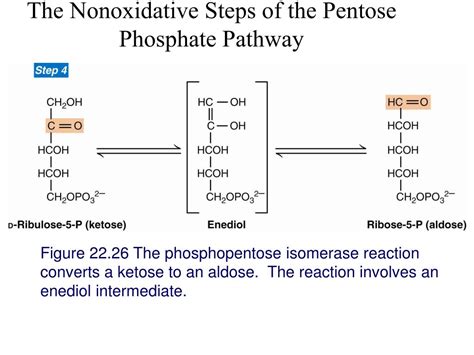 Ppt The Pentose Phosphate Shunt Aka Pentose Phosphate Pathway Ppp