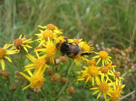 Bumble bees dwindling as climate changes: Study | Calgary Herald