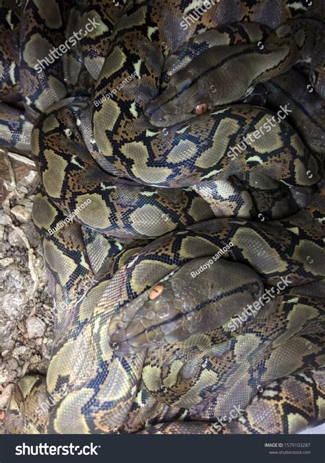 phyton reticulatus indonesia nature stock photo  shutterstock