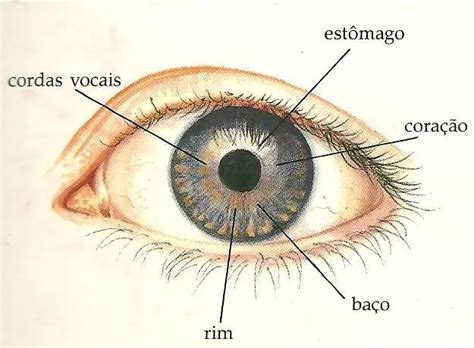 Iridologia O Que é E Como Funciona Iris Olho Olhos Corpo Humano