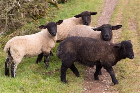 Sheep Colors: How Many Can There Be? - SheepCaretaker