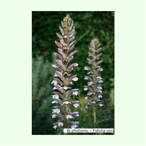 Acanthus Mollis Wahrer B Renklau Saatgut