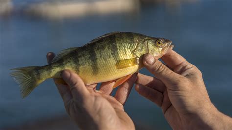 How to catch yellow perch: the best baits, lures and tackle | Advnture