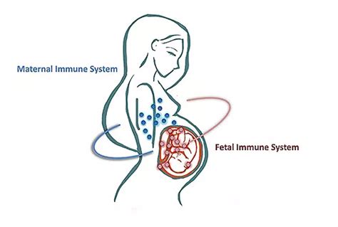 Maternal Fetal Tolerance Ucsf Mackenzie Lab