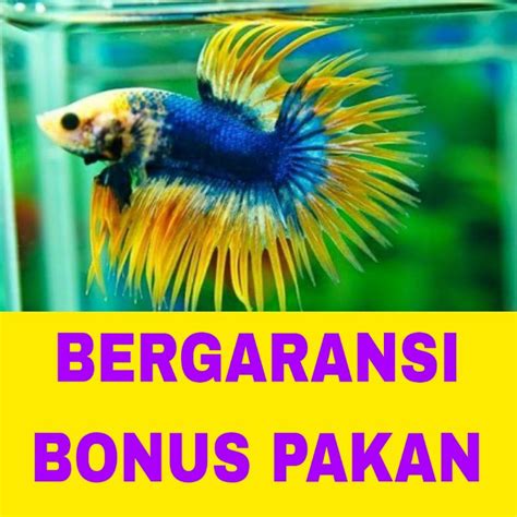 Jual Ikan Cupang Crown Tail Maskot Isi Bergaransi Shopee Indonesia